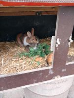 Verkaufe 6 Junge Kaninchen Niedersachsen - Emlichheim Vorschau