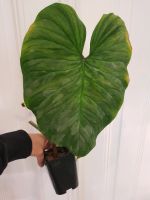 Philodendron Majestic XXL Ableger Friedrichshain-Kreuzberg - Kreuzberg Vorschau