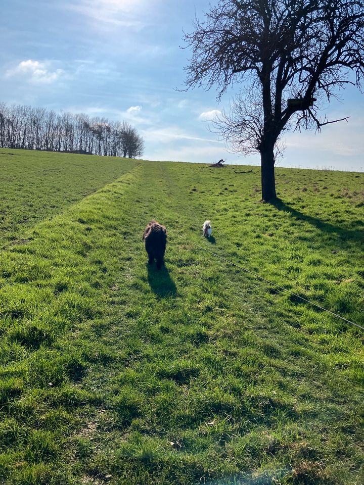 Hundetraining, Beschäftigung, Dummytraining in Solms