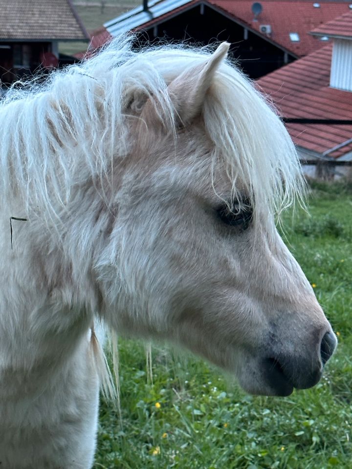 Pony,Wallach, Palominoschecke, Mini, in Staudach-Egerndach