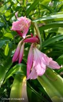 Hakenlilie crinum rosa Berlin - Köpenick Vorschau