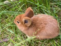 Einen jungen Rammler zum Abgeben Bayern - Auerbach in der Oberpfalz Vorschau