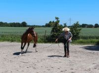 Verhaltenstraining / Pferdetraining / Horsemanship Niedersachsen - Blomberg Vorschau