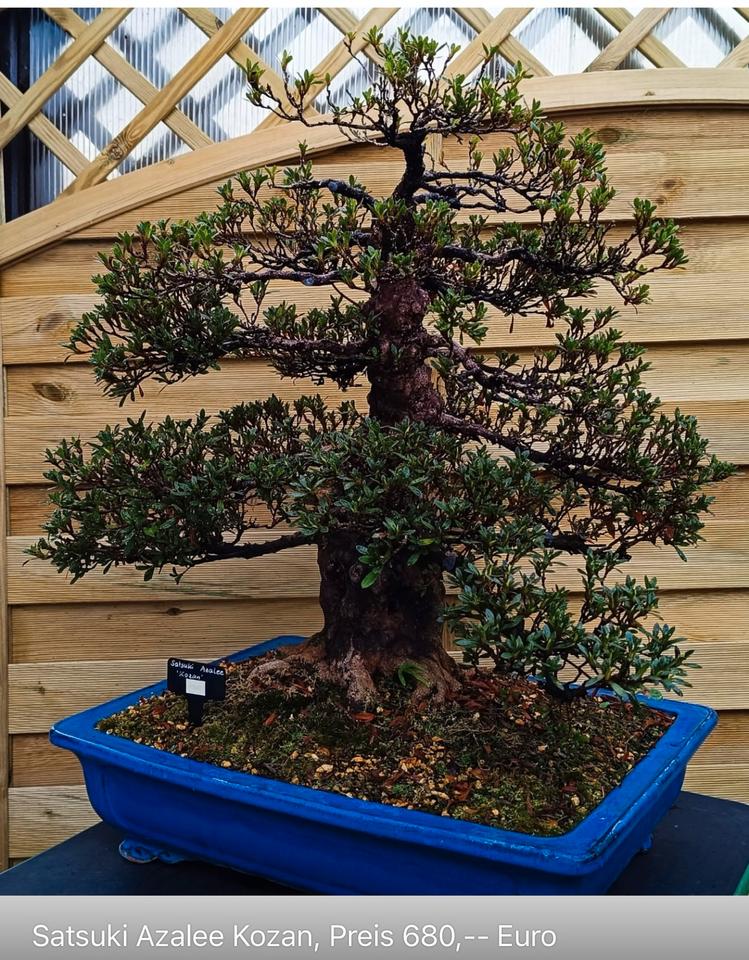 Ich verkaufe hochwertige Bonsai-Bäume, siehe Bilder mit preise in Beckingen