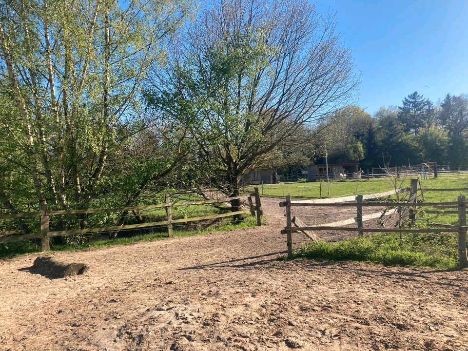 Offenstall / Offenstallplatz  für Reheponys in Südergellersen