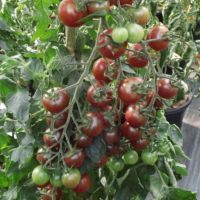 Tomaten "Black Cherry" Setzlinge Jungpflanzen Samenfest Baden-Württemberg - Pforzheim Vorschau