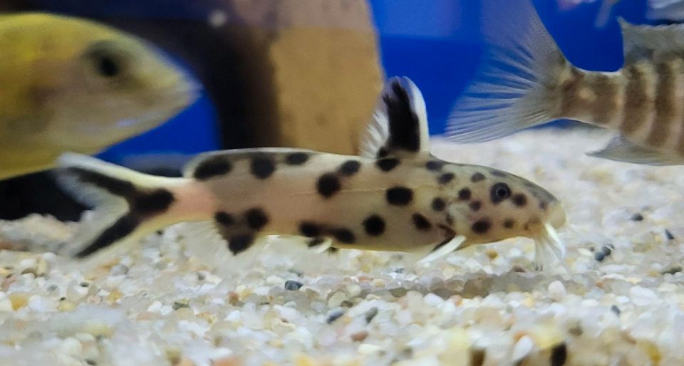 Synodontis Petricola in Mallersdorf-Pfaffenberg