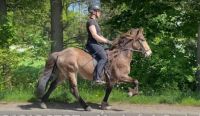 Ýmir - leichtrittiger, schicker Viergänger! Niedersachsen - Schneverdingen Vorschau