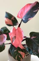 Philodendron pink Princess marble Jungpflanze Sachsen-Anhalt - Halle Vorschau