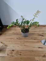 Zimmerpflanze Glücksfeder Zamioculcas Bayern - Hemau Vorschau
