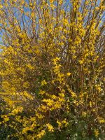 Forsythie gelb blühend Baden-Württemberg - Oberriexingen Vorschau