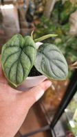 Alocasia Silver Dragon Baby in Stratum mit Topf Baden-Württemberg - Mannheim Vorschau