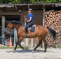 Stute 178cm Gelände/ Dressur/ Springen / Zucht Bayern - Bruckmühl Vorschau