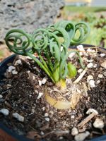 Stiftblume "Albuca spiralis Frizzle Sizzle" Rarität Selten Sachsen - Lichtenau Vorschau