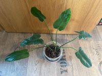 Philodendron Thüringen - Jena Vorschau