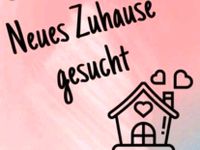 Neues Zuhause gesucht Dringend Rheinland-Pfalz - Kusel Vorschau