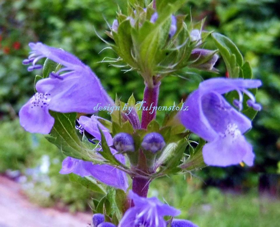 ♥ Drachenkopf Duft + Teepflanze,Samen,Bienenweide,Kräuter Garten in Hamburg