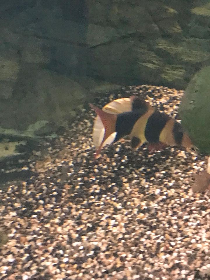 Akvarium zu verkaufen mit fische in Bornheim