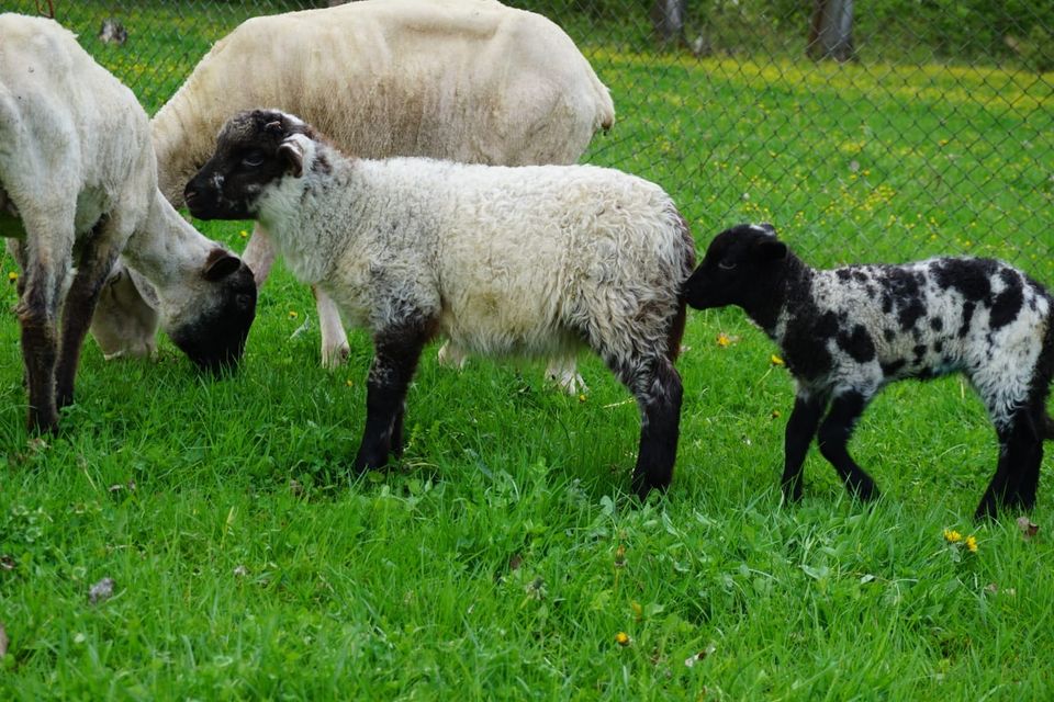 Schafe ( Lämmer ) in Heroldishausen