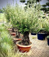 Bonsai Olivenbaum Olive - Winterhart 220 cm hoch - Olea Europa Baden-Württemberg - Ettenheim Vorschau