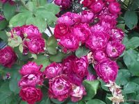 Spalierrose für Rosenbogen  Nektarpflanze Rose Kletterrose Rheinland-Pfalz - Mainz Vorschau