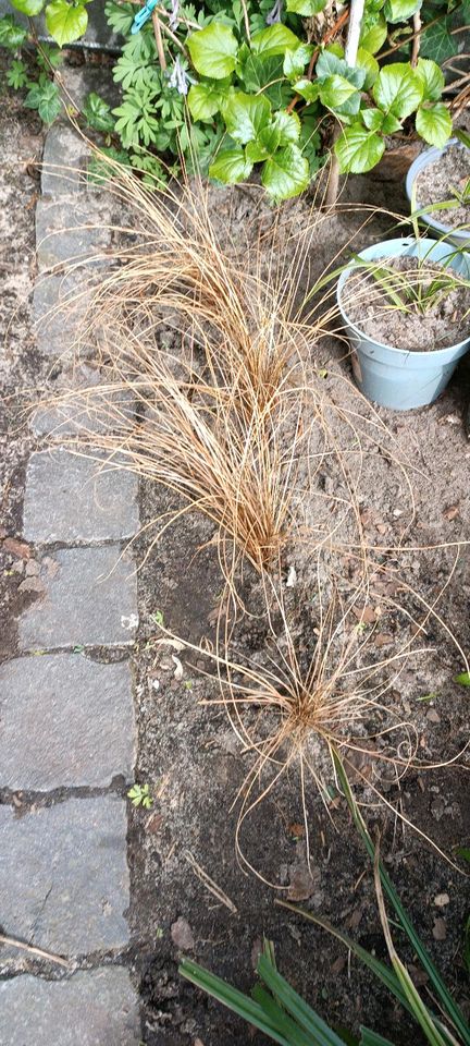 Einige Gräser Fuchsrote Segge / Bronzegras in Berlin