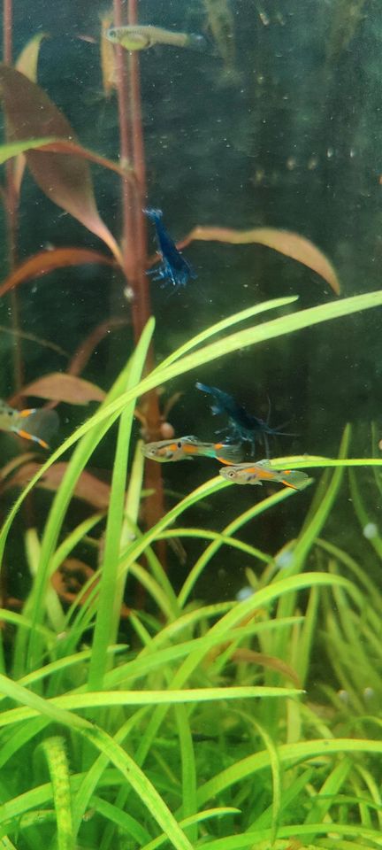 Endler Guppy Set Männchen und Weibchen in Höchstadt