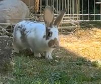 Kaninchen abzugeben Rheinland-Pfalz - Lambertsberg Vorschau