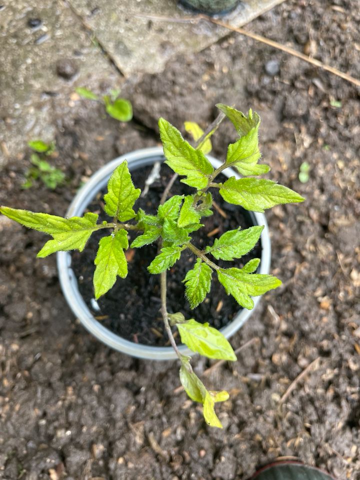 Tomaten Setzlinge in Auggen