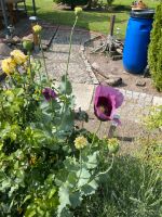 Samen Schlafmohn(Papaver somniferum), Heilpflanze, Garten Leipzig - Stötteritz Vorschau