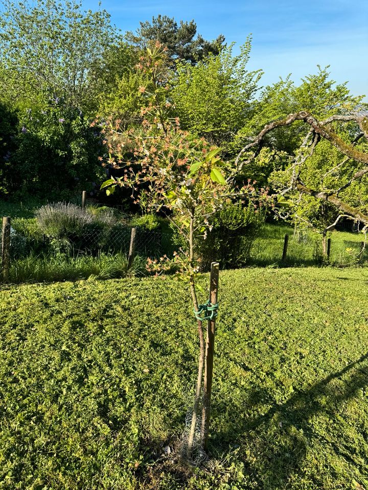 Gepflegte Obstwiese über Untertürkheim (Heidenwengert) in Stuttgart