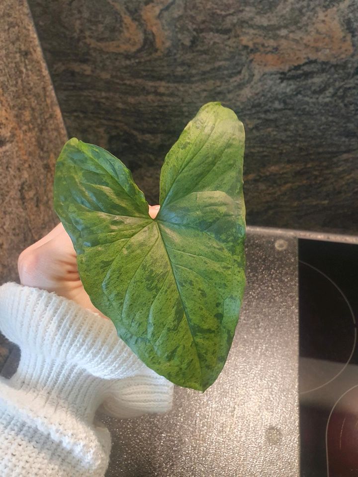 Steckling Syngonium Podophyllum Mottled Mojito in Duisburg