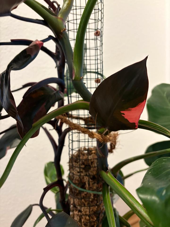 Philodendron Pink Princess White Wizzard Zimmerpflanze Moosstab in Dresden