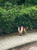 herrenloser Hund Leipzig - Connewitz Vorschau