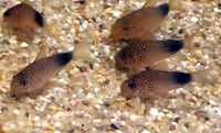 Corydoras similis Panzerwels Saarland - Oberthal Vorschau