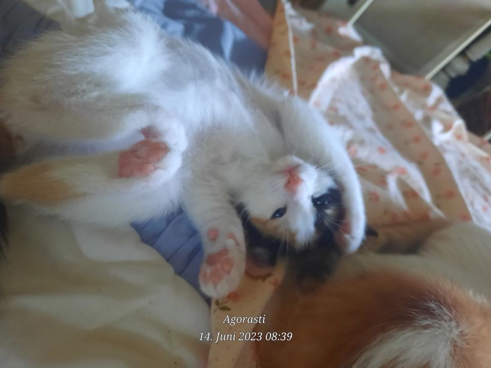 Katze Lea 12 Monate jung in Backnang