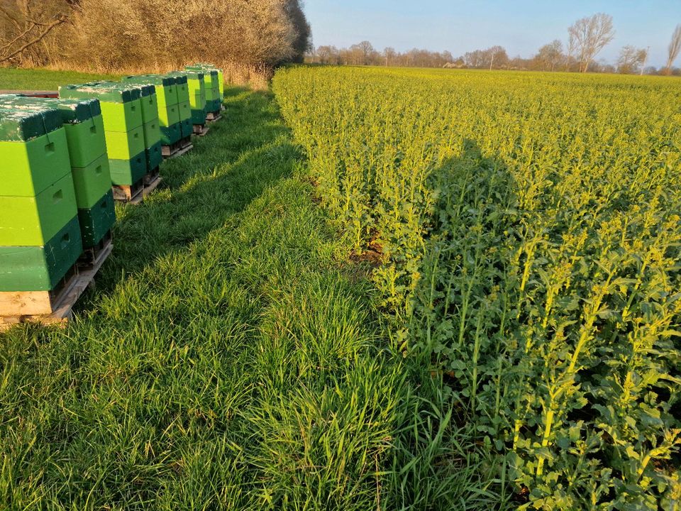 DNM Bienenvölker Ableger Bienen Wirtschaftsvolk Honig Imkerei in Ziegendorf