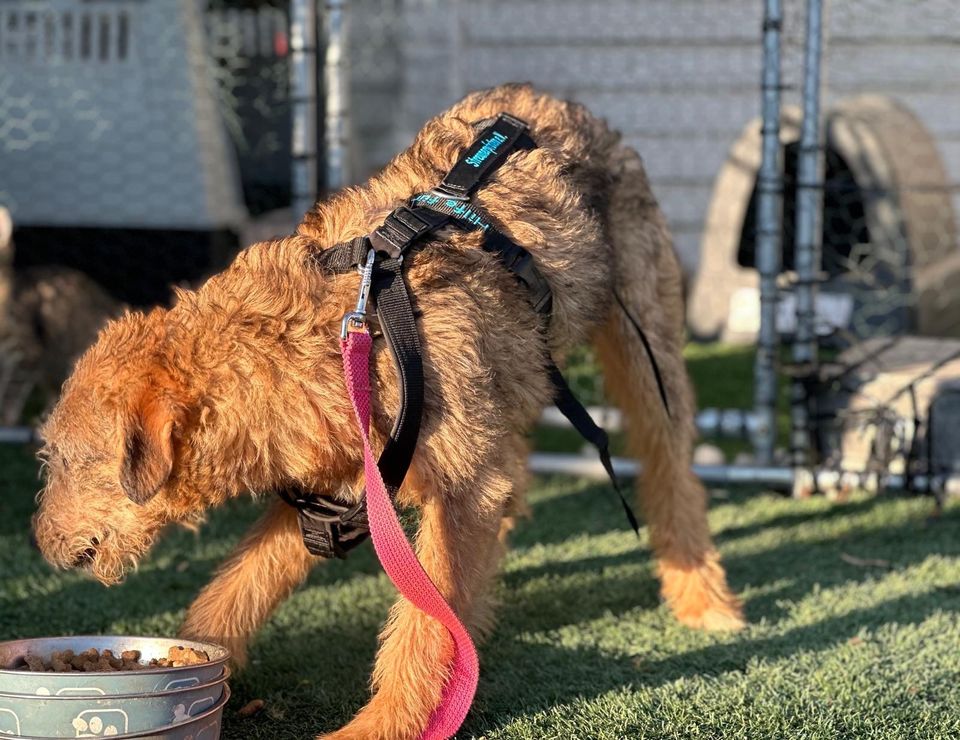 Foxterrier Mädchen Sarah sucht ihre Menschen in Memmingen