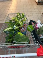 Pflanzenpflege Putzfee Einkaufsservice Mecklenburg-Vorpommern - Wismar Vorschau