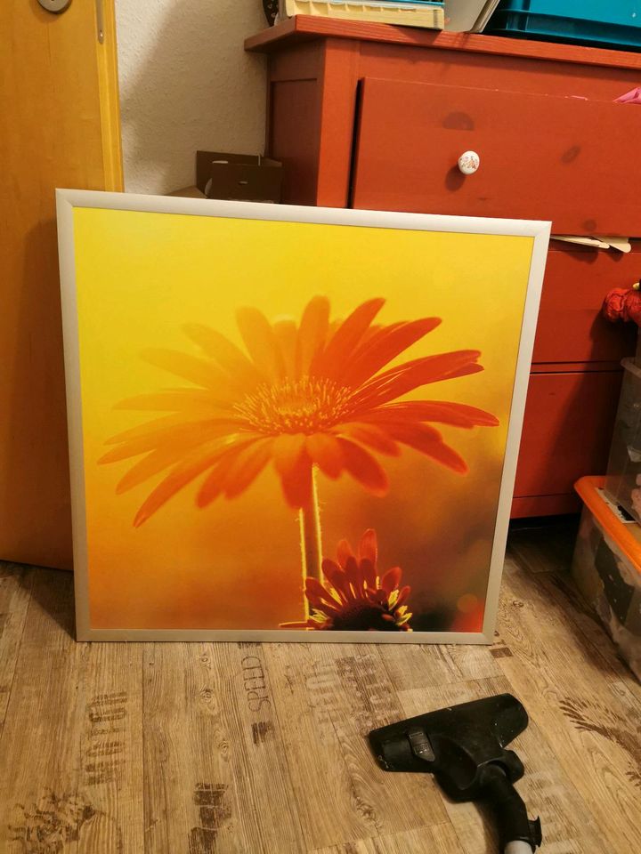 Großer Blumenprint im hochwertigen Rahmen ca 75x75cm Bild Gerbera in Müden