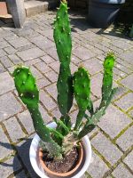 Kaktus, Blattkaktus, Opuntie, 55 u. 36 cm hoch. Nordrhein-Westfalen - Lohmar Vorschau