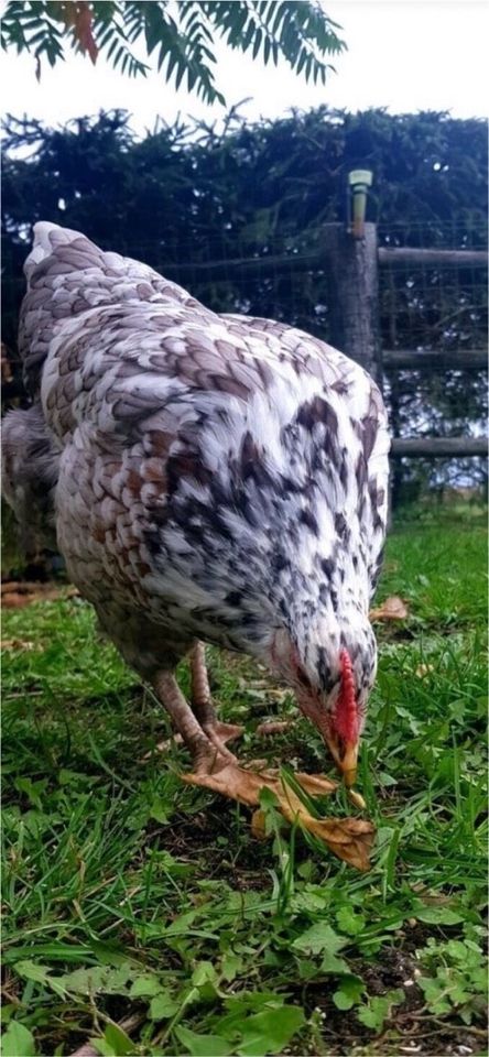 Küken Schwedische Blumenhühner / Blumenhuhn in Altlandsberg