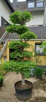 Hainbuche Formgehölz Saarland - Saarwellingen Vorschau