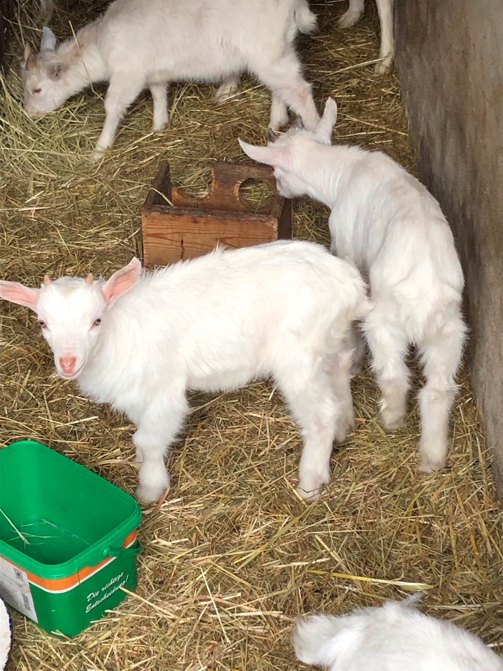 Ziegenlämmer in Treuenbrietzen