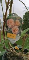Rambler rose ein meter Bayern - Peißenberg Vorschau