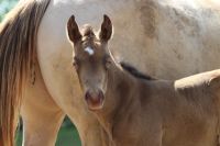 Azteca Horse Hengstfohlen in amber champagne Baden-Württemberg - Waldshut-Tiengen Vorschau