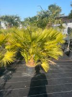 Humilis Palme Chamaerops Humilis Zwergpalme Baden-Württemberg - Altlußheim Vorschau