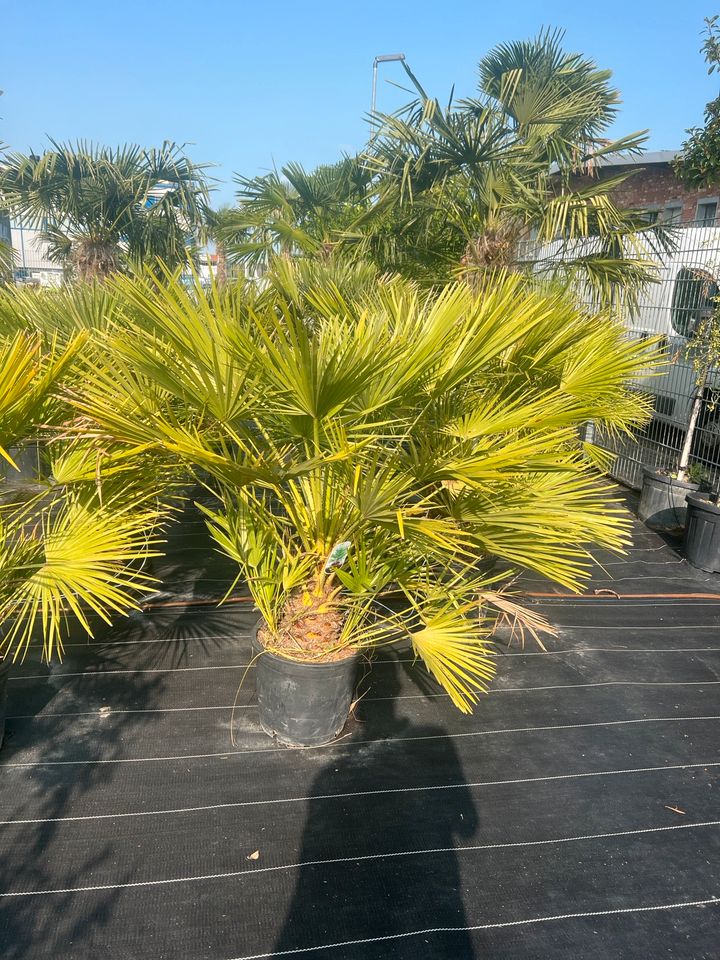 Humilis Palme Chamaerops Humilis Zwergpalme in Altlußheim