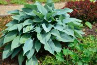 Hosta `Halcyon` Funkie 9x9x9cm Topf ab 4,60€ Stck Bayern - Bayreuth Vorschau