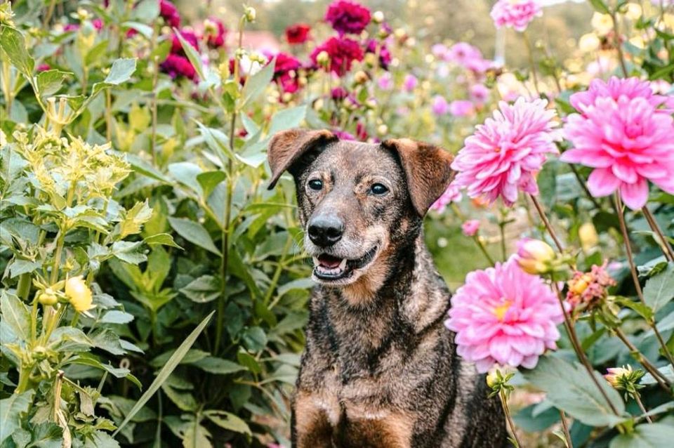 Fotograf*in Hunde | Hundefotos | Fotoshooting Hund Kassel in Ahnatal